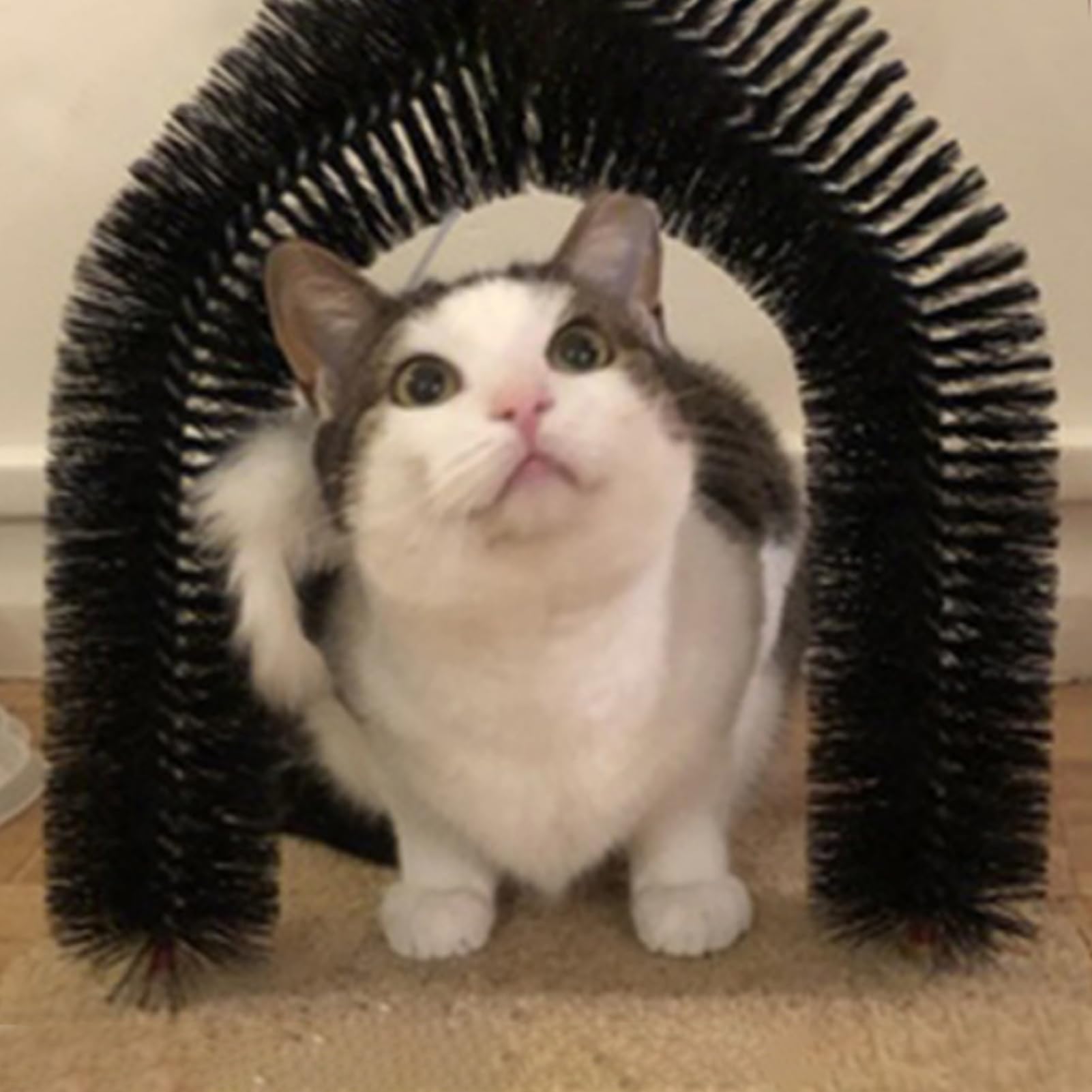 Cat standing inside a black and white arch-shaped pet toy on a carpeted floor.