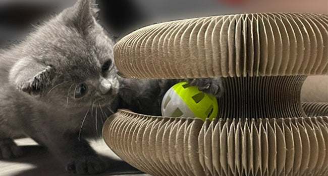 Gray kitten playing with a yellow ball inside a cardboard cat toy